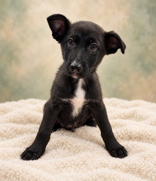 Photo of Agatha, adoptable German Shepherd Dog in Agoura, California