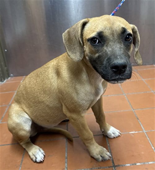Photo of Shirley Temple, adoptable Beagle in Camarillo, California