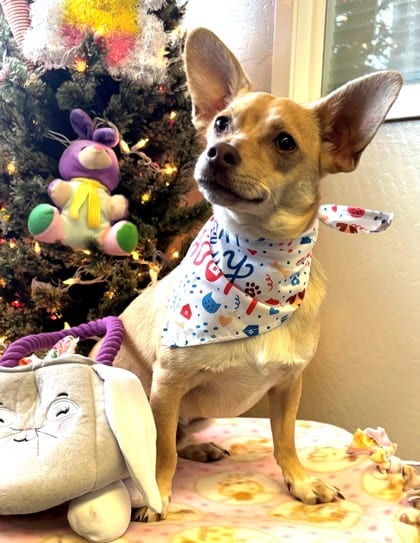 Photo of Snickers, adoptable Chihuahua, Short Coat/Welsh Corgi, Cardigan in Bakersfield, California