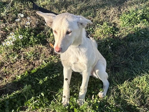 Photo of Banana, adoptable Australian Kelpie in McKinleyville, California