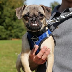 Photo of Dolly Pugton, adoptable Pug Chihuahua in New York, New York