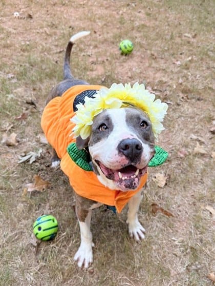 Photo of Pretty Princess, adoptable dog in Chamblee, Georgia