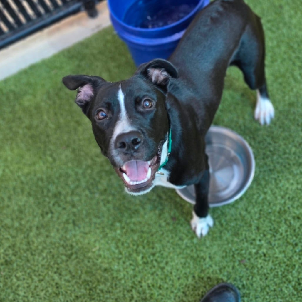 Photo of Tommy, adoptable Terrier, Pit Bull in Greensboro, North Carolina