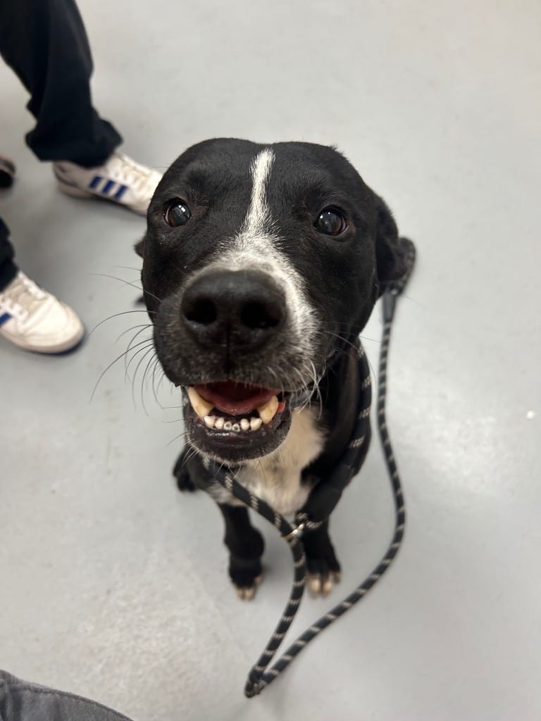 Photo of Phantom, adoptable Pit Bull Terrier in Hartsville, South Carolina