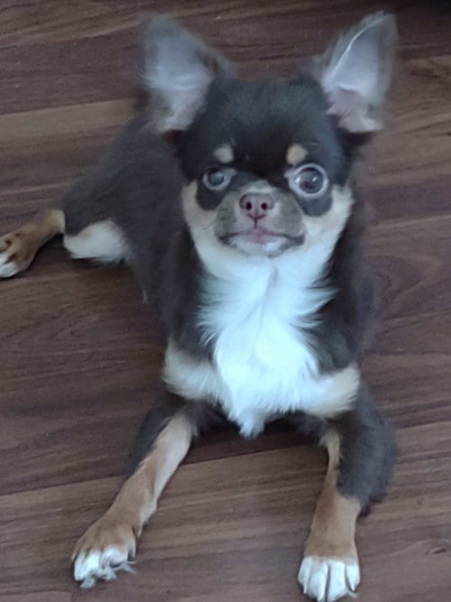 Photo of Frankie, adoptable Chihuahua in Sioux Falls, South Dakota