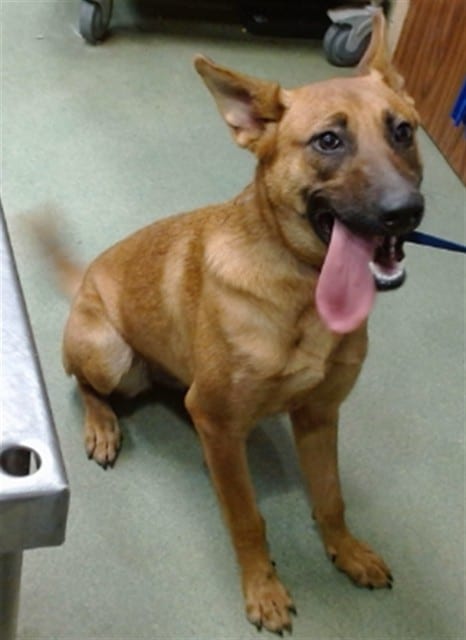 Photo of Senior Belgian Malinois, adoptable Belgian Malinois in Devore, California