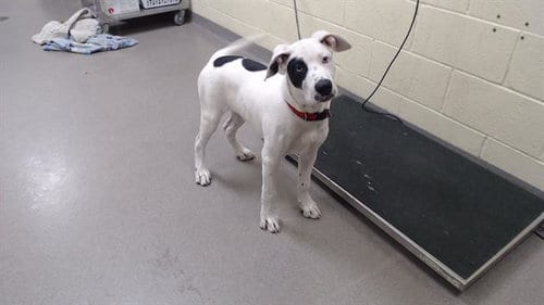 Photo of Scrabble, adoptable Pit Bull Terrier in Denver, Colorado