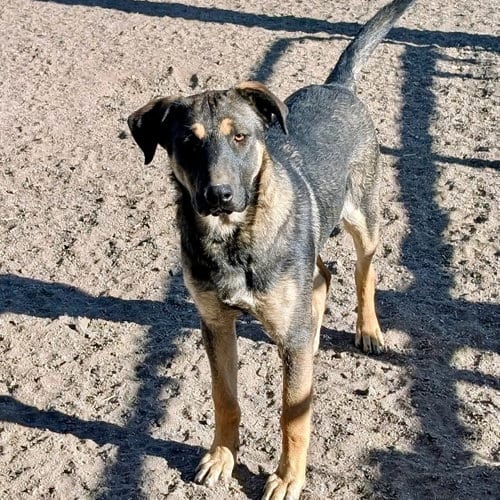 Photo of Briggs, adoptable Shepherd in Yreka, California