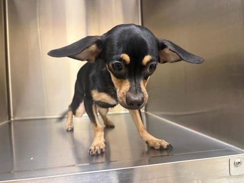 Photo of Chelsea, adoptable Chihuahua in Orange, California