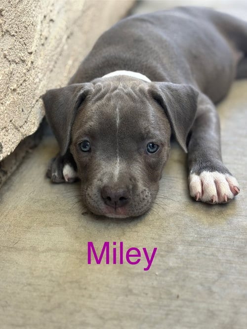 Photo of Dolly’s Dreamers - Miley, adoptable American Staffordshire Terrier in San Diego, California