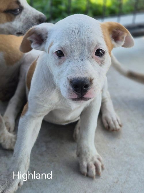 Photo of Highland, adoptable Australian Cattle Dog/Blue Heeler in Bolivar, Missouri