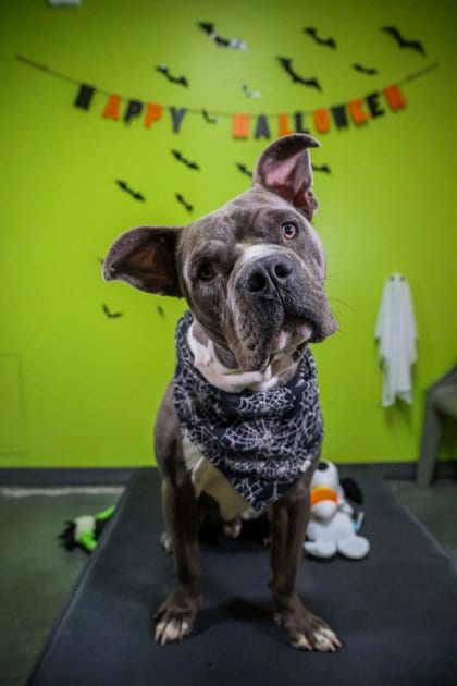 Photo of Judge Mathis, adoptable Terrier in New Orleans, Louisiana