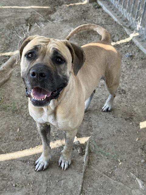 Photo of Carebear, adoptable Mastiff in Riverside, California
