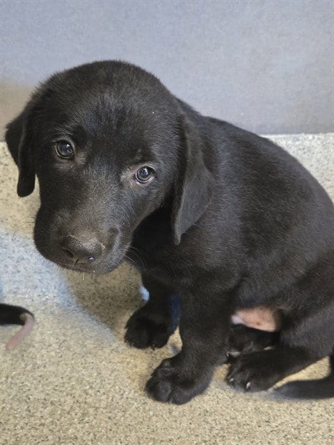 Photo of Thrasher, adoptable Labrador Retriever in Tallahassee, Florida