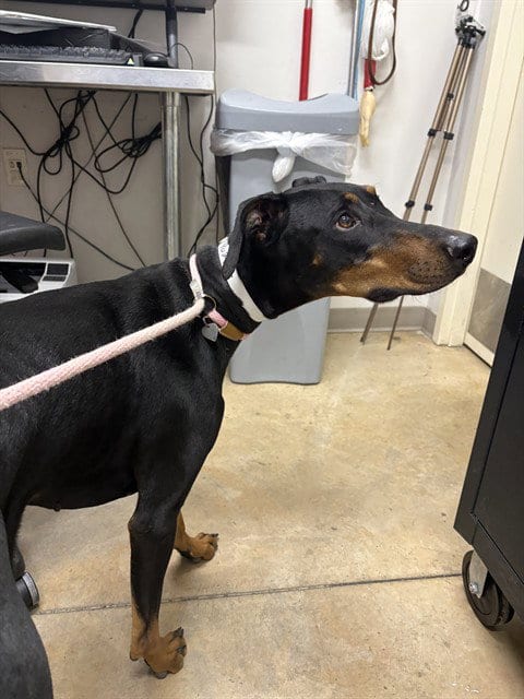 Photo of Raven, adoptable Doberman Pinscher in Pueblo, Colorado