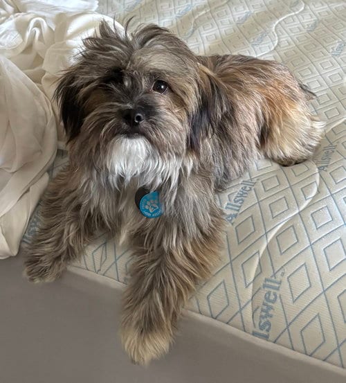Photo of Jax, adoptable Havanese in Dana Point, California