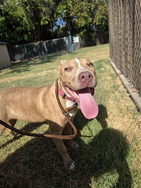Photo of Ruby, adoptable Pit Bull Terrier in Killeen, Texas