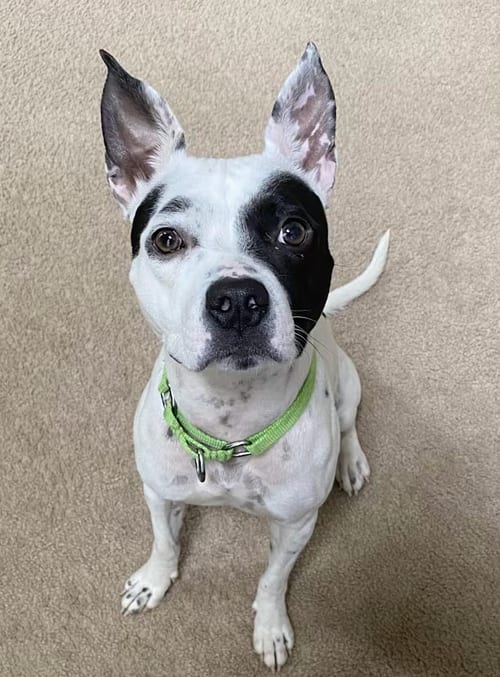 Photo of Oreo, adoptable Dalmatian in Atlanta, Georgia