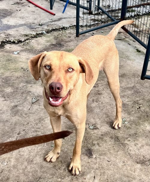 Photo of Woody, adoptable Labrador Retriever in Tracy City, Tennessee