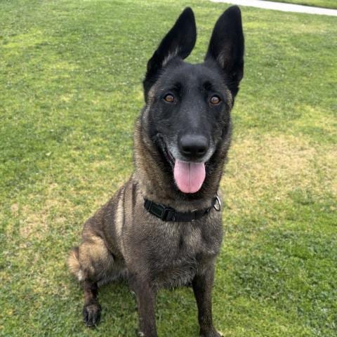 Photo of Kali, adoptable Belgian Shepherd Malinois in Camarillo, California