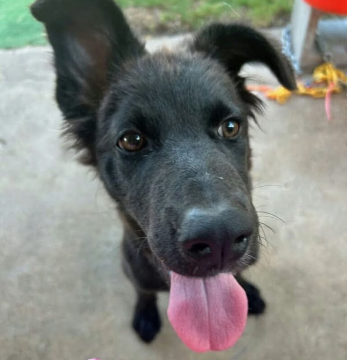 Photo of Desiree, adoptable Labrador Retriever Mutt in EAST FALMOUTH, Massachusetts