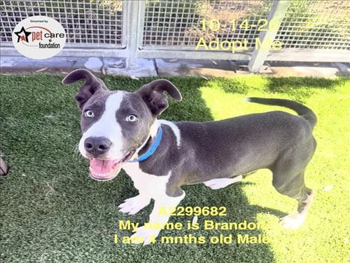 Photo of Brandon, adoptable Pit Bull Terrier in Los Angeles, California
