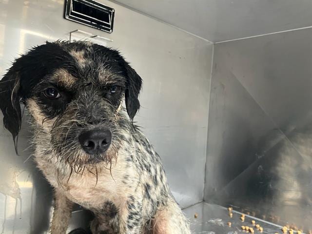 Photo of Stella, adoptable Mixed Breed