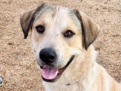 Photo of Frito, adoptable dog in Georgetown, Texas