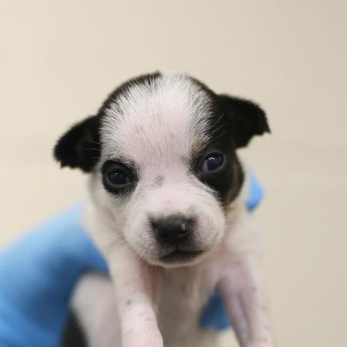 Photo of Rain, adoptable Terrier in San Antonio, Texas