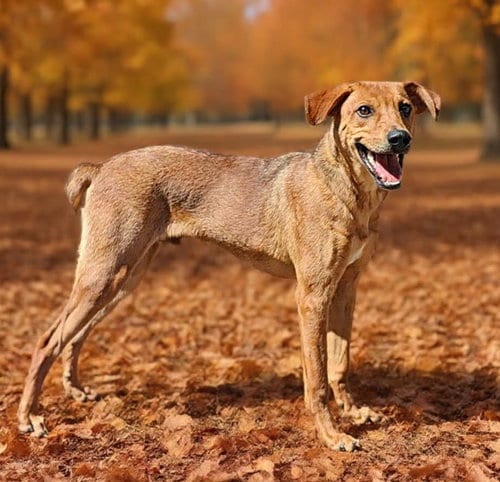 Photo of Buddy 26/743, adoptable German Pinscher in Talladega, Alabama