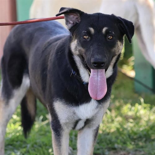 Photo of Lainey, adoptable German Shepherd Dog in Modesto, California