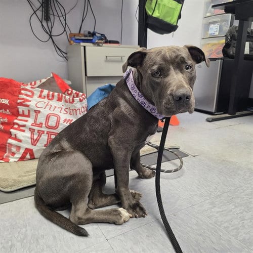 Photo of Shoshana, adoptable Pit Bull Terrier in Long Beach, California