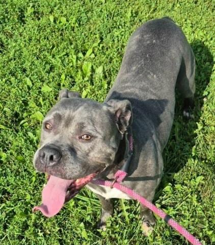 Photo of Venus, adoptable Pit Bull Terrier in Decatur, Illinois