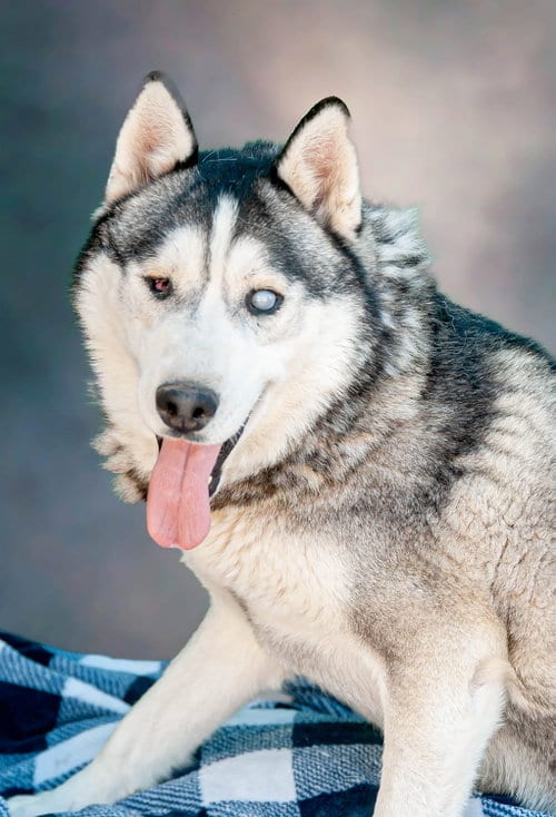 Photo of Captain Lobo, adoptable Siberian Husky in Inglewood, California