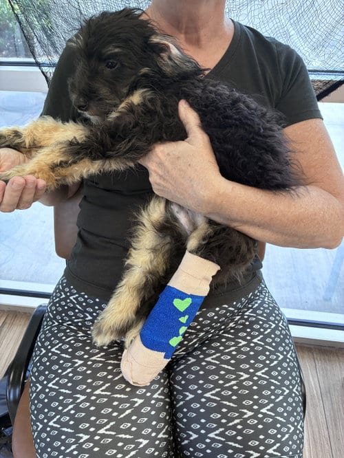 Photo of Wickham, adoptable Bernese Mountain Dog in Valrico, Florida