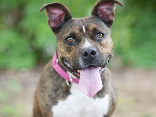 Photo of Avery, adoptable Staffordshire Bull Terrier in Tavares, Florida