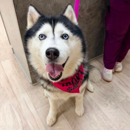 Photo of Rocket, adoptable Siberian Husky in Carrollton, Texas