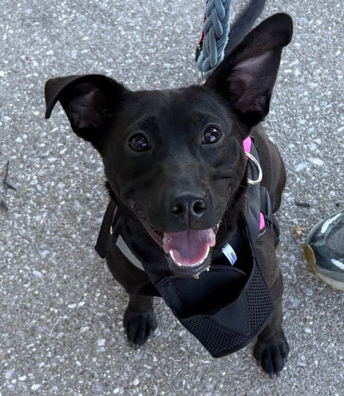 Photo of Abby, adoptable Black Labrador Retriever in Rootstown, Ohio
