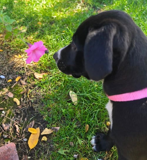 Photo of Anya, adoptable Pit Bull Terrier in Clarkston, Michigan