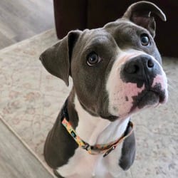 Photo of Princess, adoptable American Pit Bull Terrier in Frederick, Maryland