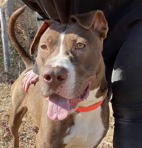 Photo of Lacy, adoptable Labrador Retriever in Greensbo, North Carolina