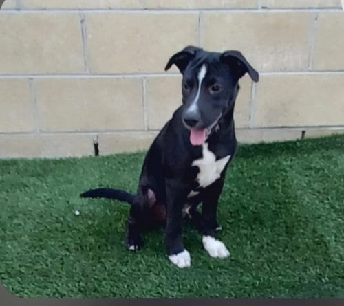 Photo of Atlas, adoptable Labrador Retriever in Cherry Valley, California