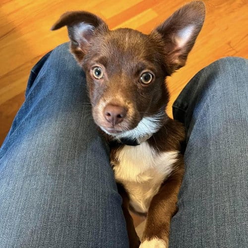 Photo of Arthur, adoptable Pomeranian in Spring Lake, North Carolina