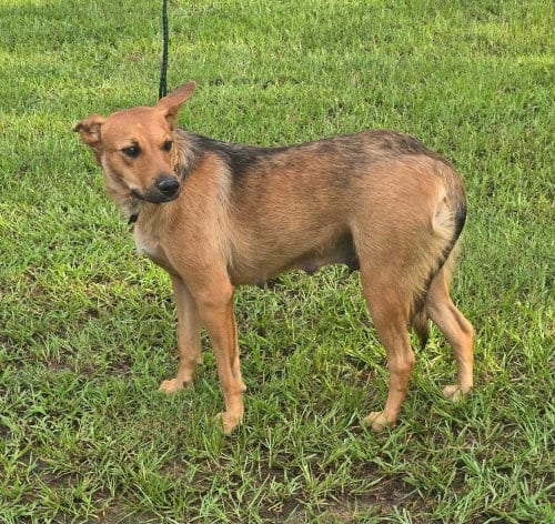 Photo of Roxy, adoptable Shepherd in FRAMINGHAM, Massachusetts
