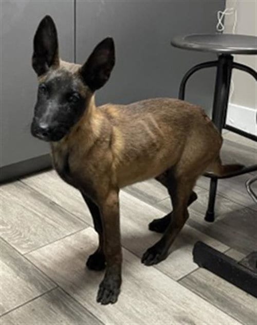 Photo of Mayonnaise, adoptable Belgian Shepherd Malinois in Redlands, California