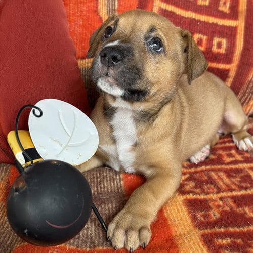 Photo of Justice Pup - Writ, adoptable Labrador Retriever in San Diego, California
