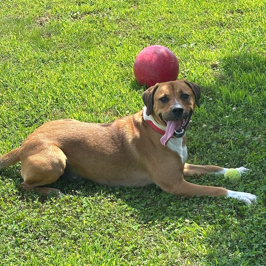 Photo of Chestnut, adoptable Mixed Breed (Large) in Chattanooga, Tennessee