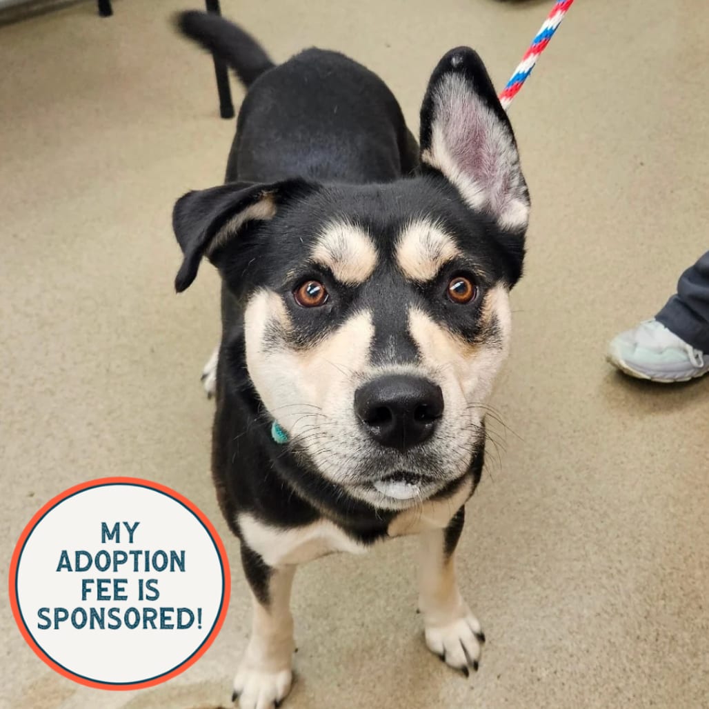Photo of Eggroll, adoptable Husky / Mixed Breed (Large) in Birdsboro, Pennsylvania