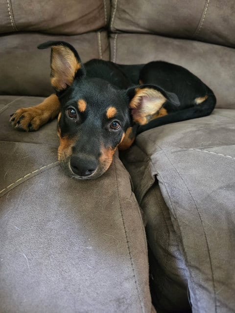 Photo of Lark, adoptable Shepherd in Genesee, Wisconsin