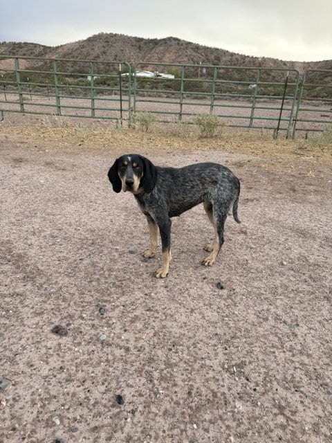 Photo of Lucy, adoptable Bluetick Coonhound in Williamsburg, New Mexico